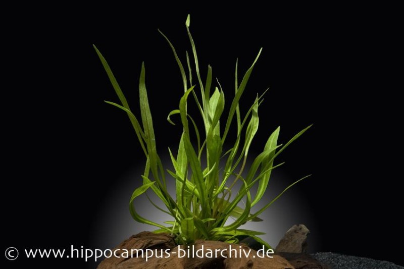 Breitblättrige Zwergschwertpflanze, Echinodorus latifolius, im Topf