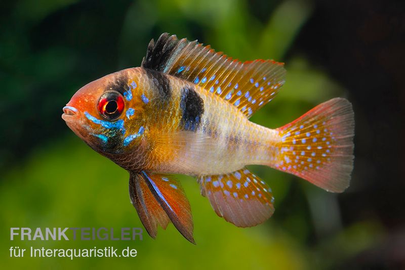 Südamerikanischer Schmetterlingsbuntbarsch XL, Mikrogeophagus ramirezi, paarweise