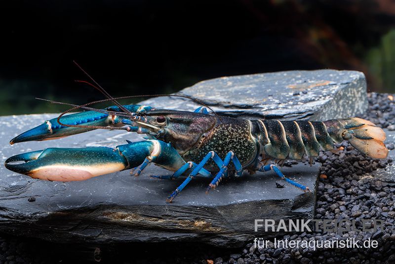 Cherax sp. 'Blue Moon' Snake Skin, Zufällig ausgewählt