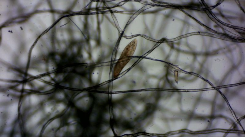 Pantoffeltierchen, Paramecium caudatum, 500 ml