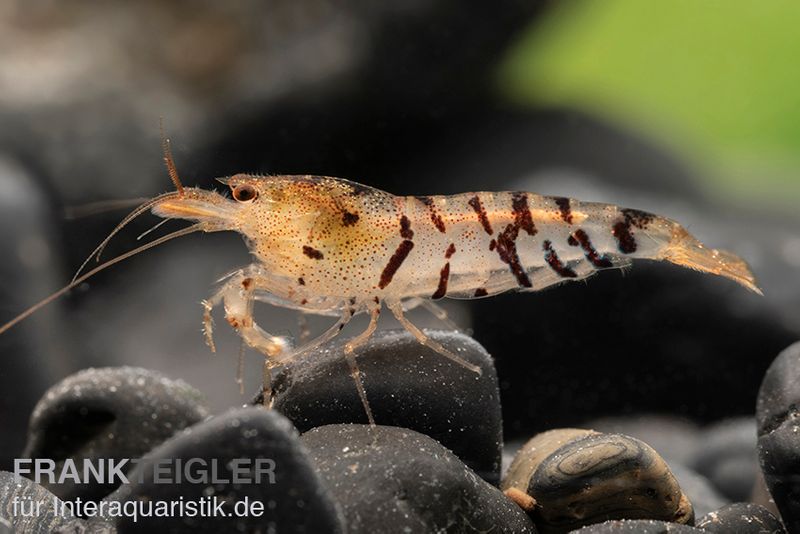 Tigergarnele, Caridina cantonensis Tiger