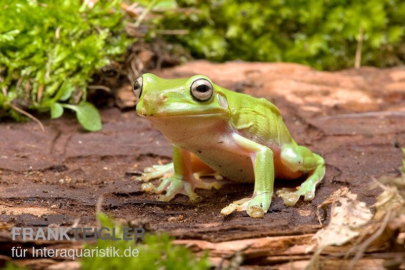 Korallenfinger-Laubfrosch, Litoria caerulea, klein