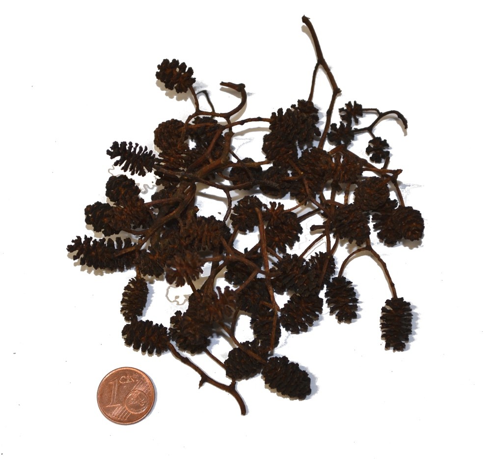 Erlenzapfen, 50 g