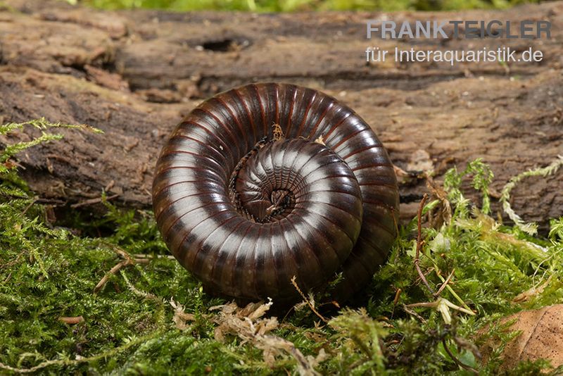 Niger Delta Millipede, Spirostreptus spec.