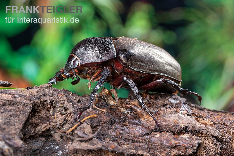 Atlaskäfer, Chalcosoma atlas, weiblich