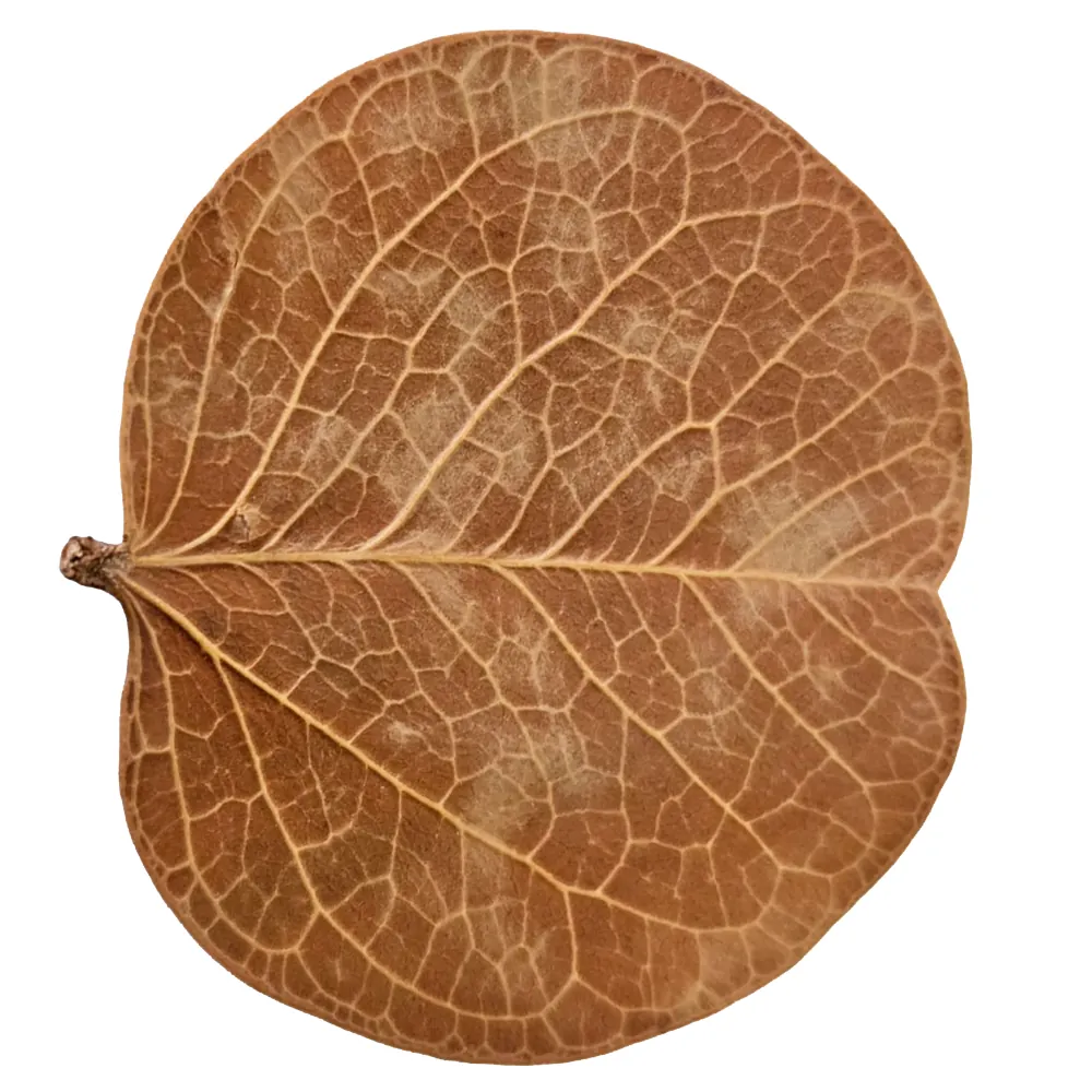 Getrocknetes rundes Bauhinia-Blatt (Hobby Orchid Tree Leaves) mit deutlicher Aderung – Botanical fürs Aquarium, huminreiche Weide- und Versteckfläche für Garnelen und Jungfische