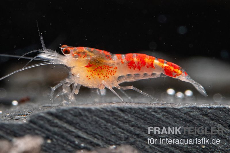 Yellow Calceo Garnele, Caridina sp.