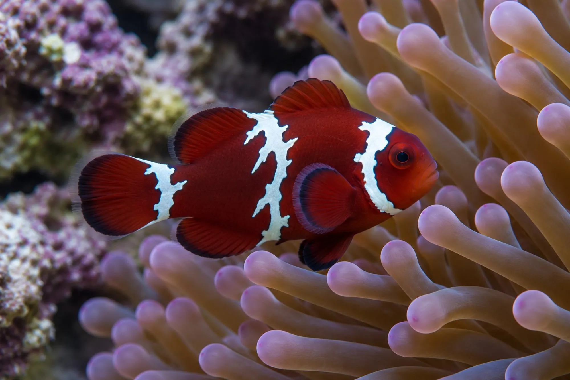 Samtanemonenfisch „Lightning“ Nachzucht, Premnas biaculeatus