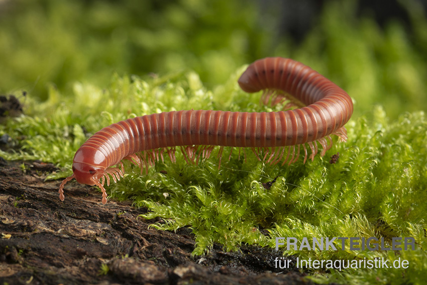 Korallenroter Tausendfüßer, Trigoniulus corallinus