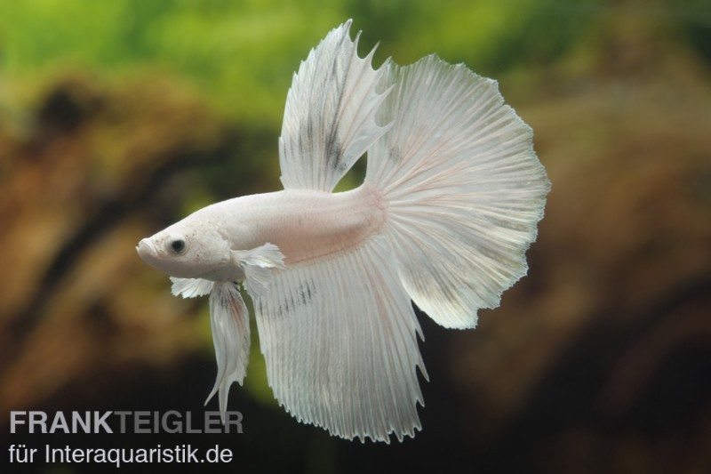 Halfmoon Kampffisch weiß, Männchen, Betta splendens