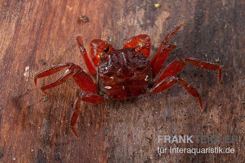 Rubin-Vampirkrabbe, Geosesarma sp. nov. "Red Ruby", Paar (1 Männchen + 1 Weibchen)