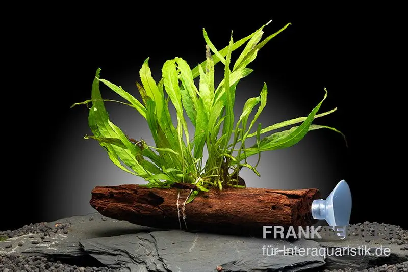 Javafarn auf Wurzel mit Sauger, Microsorum pteropus, ca. 12-18 cm