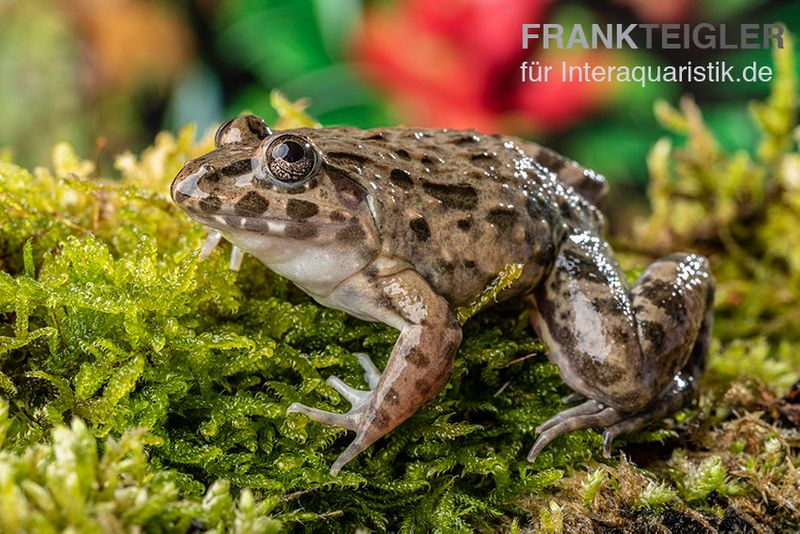 Südostasiatischer Reisfrosch, Fejervarya limnocharis