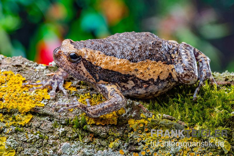 Indischer Ochsenfrosch, Kaloula pulchra