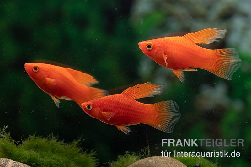 Roter Korallenplaty Hochflosse, Xiphophorus maculatus