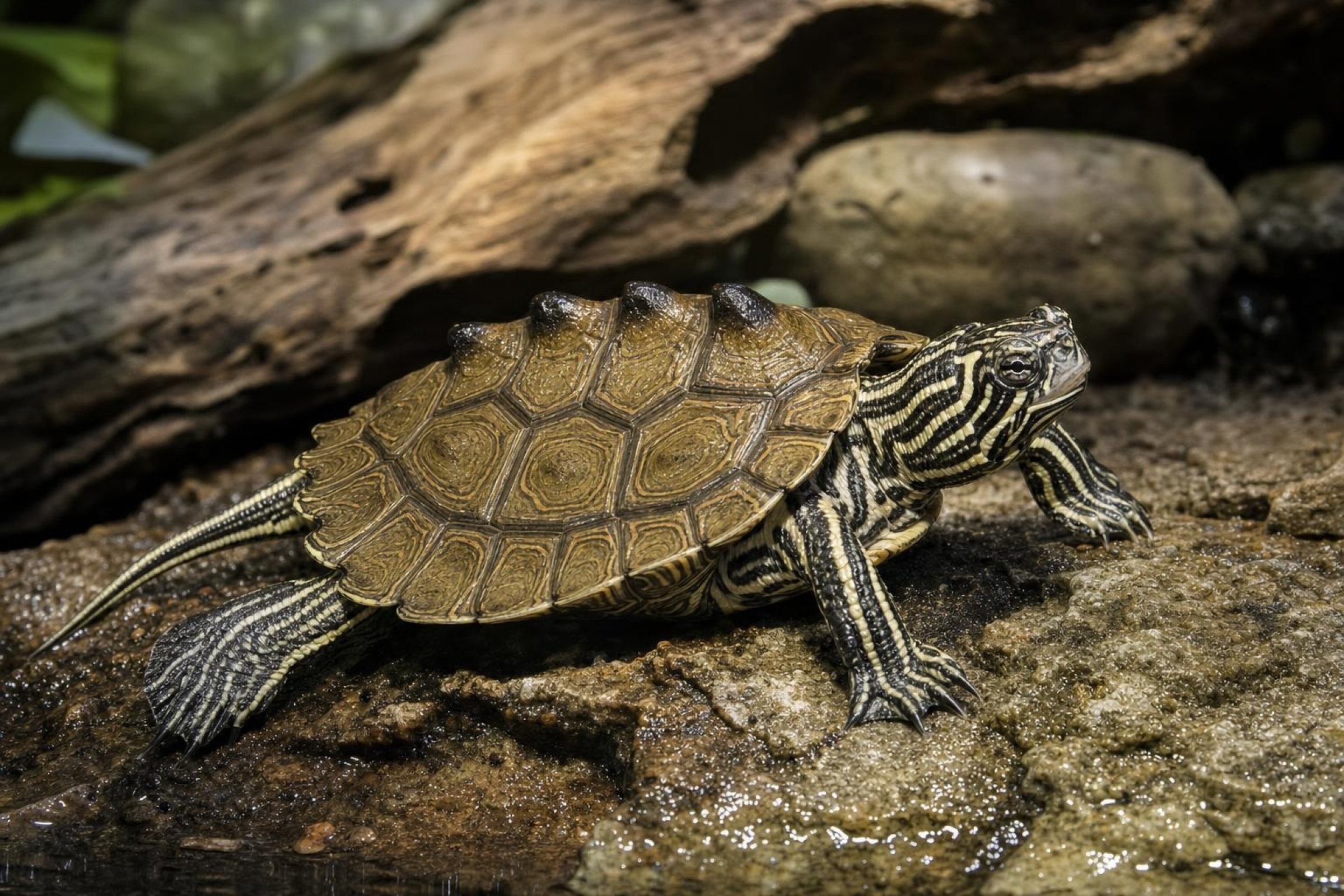 Schwarzknopf-Höckerschildkröte, Graptemys nigrinoda