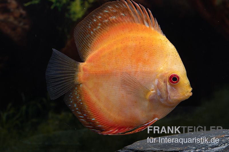 Diskusfisch ASIA-NZ, Symphysodon discus Pigeon Pearl, 2 Zoll, 5-6 cm