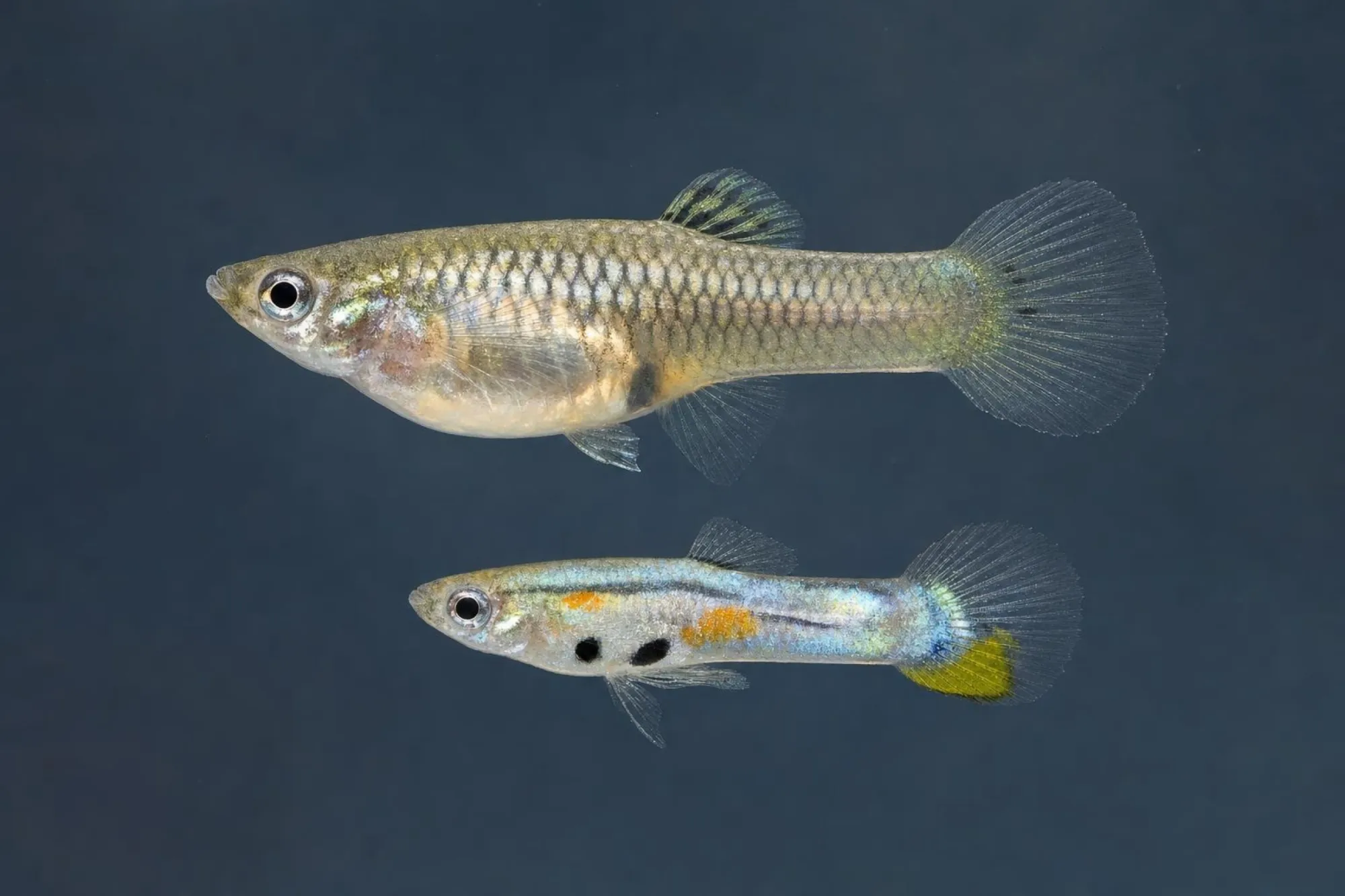 Wiener-Smaragd-Guppy Schwertmix, Paar, Poecilia reticulata