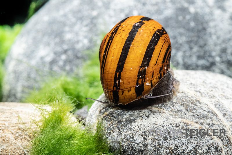 O-Ring-Rennschnecke, Neritina sp.