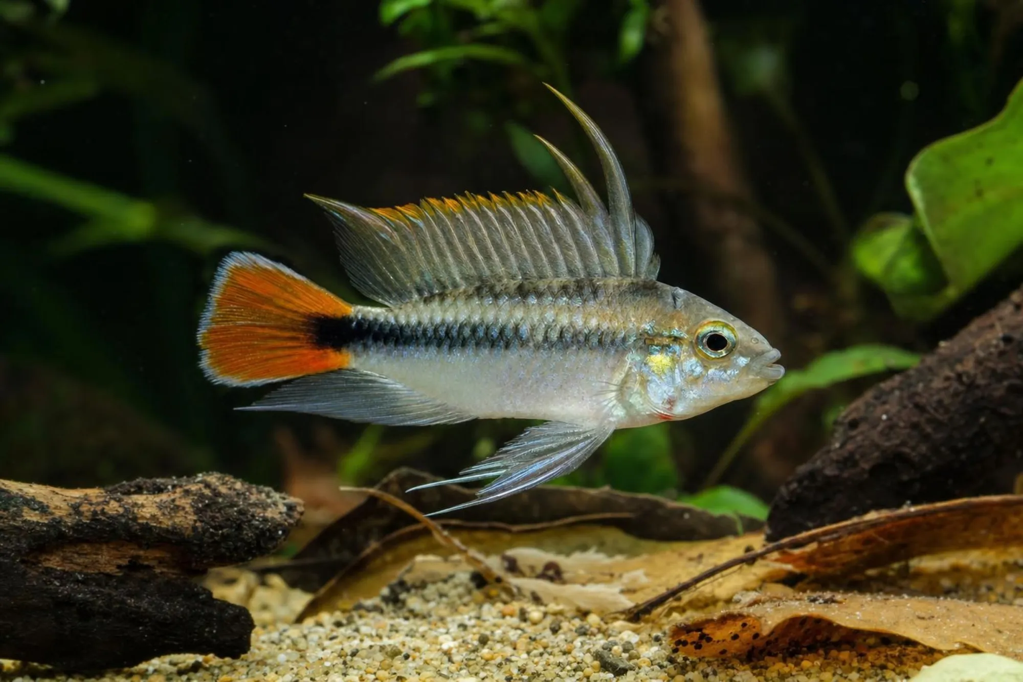 Rotpunkt-Zwergbuntbarsch „Red Point“, Apistogramma sp., ca. 3,0-4,0 cm