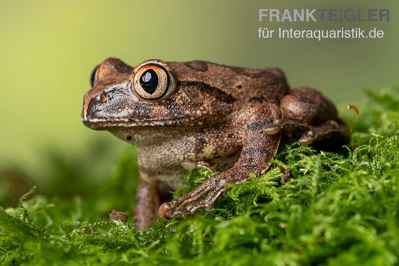 Brauner Waldsteiger, Leptopelis millsoni