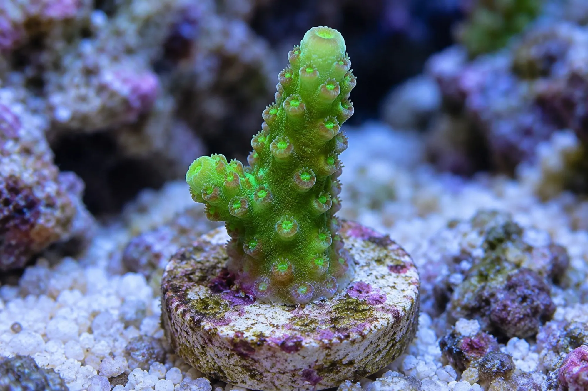 Acropora-Steinkoralle „Grün“ (Nachzucht), Acropora humilis, Größe S–M