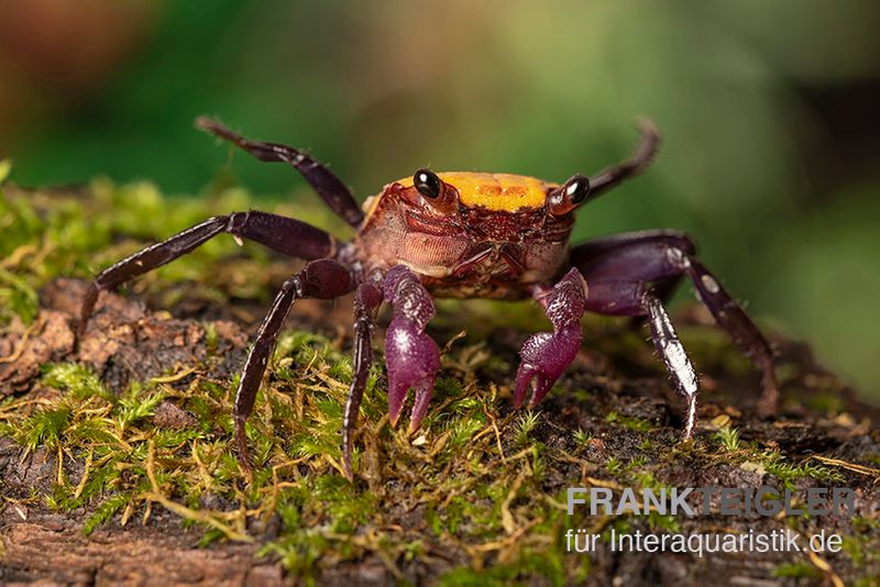 Zitrus Vampirkrabbe, Geosesarma sp., Zufällig ausgewählt