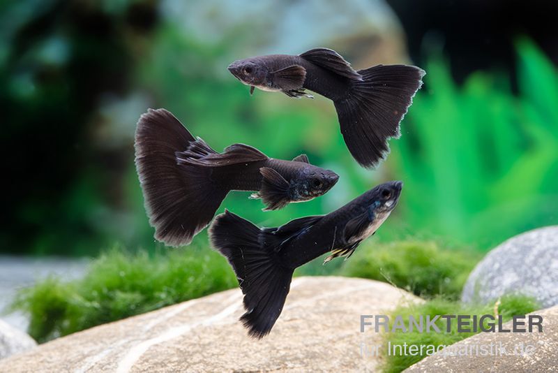 Guppy moskauschwarz, Poecilia reticulata, Männchen