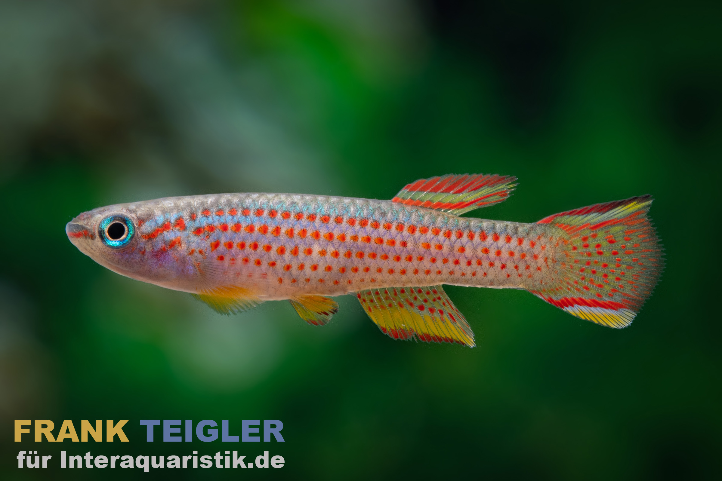 Gestreifter Prachtkärpfling, Aphyosemion striatum