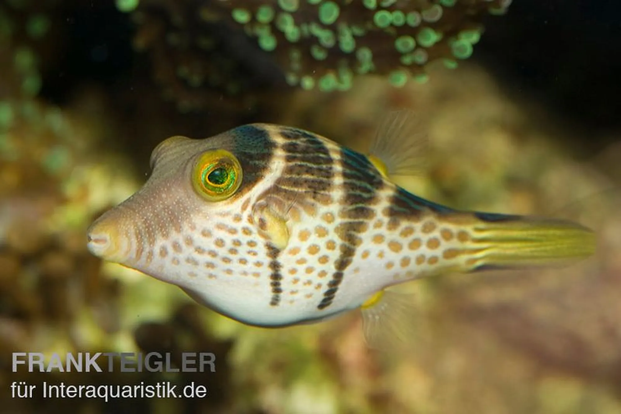Sattel-Spitzkopfkugelfisch, Canthigaster valentini, ca. 3,0-4,0 cm