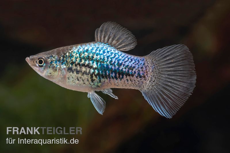 Blauer Tuxedo Platy, Xiphophorus maculatus