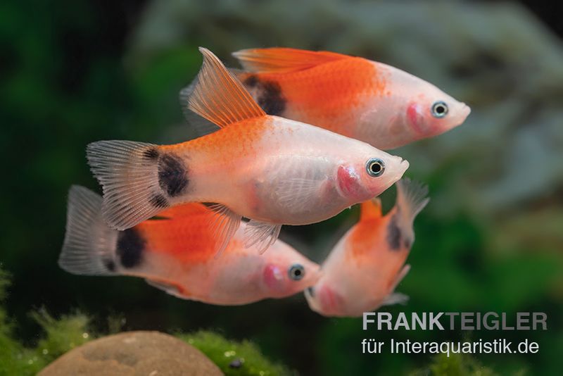 Pinker Mickey Mouse Platy Hochflosse, Xiphophorus maculatus