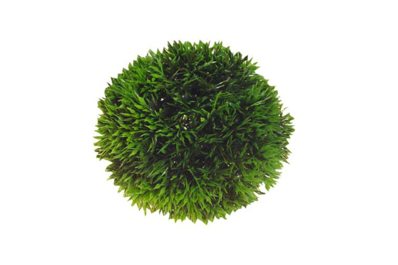 Hobby Plant Ball, 13 cm