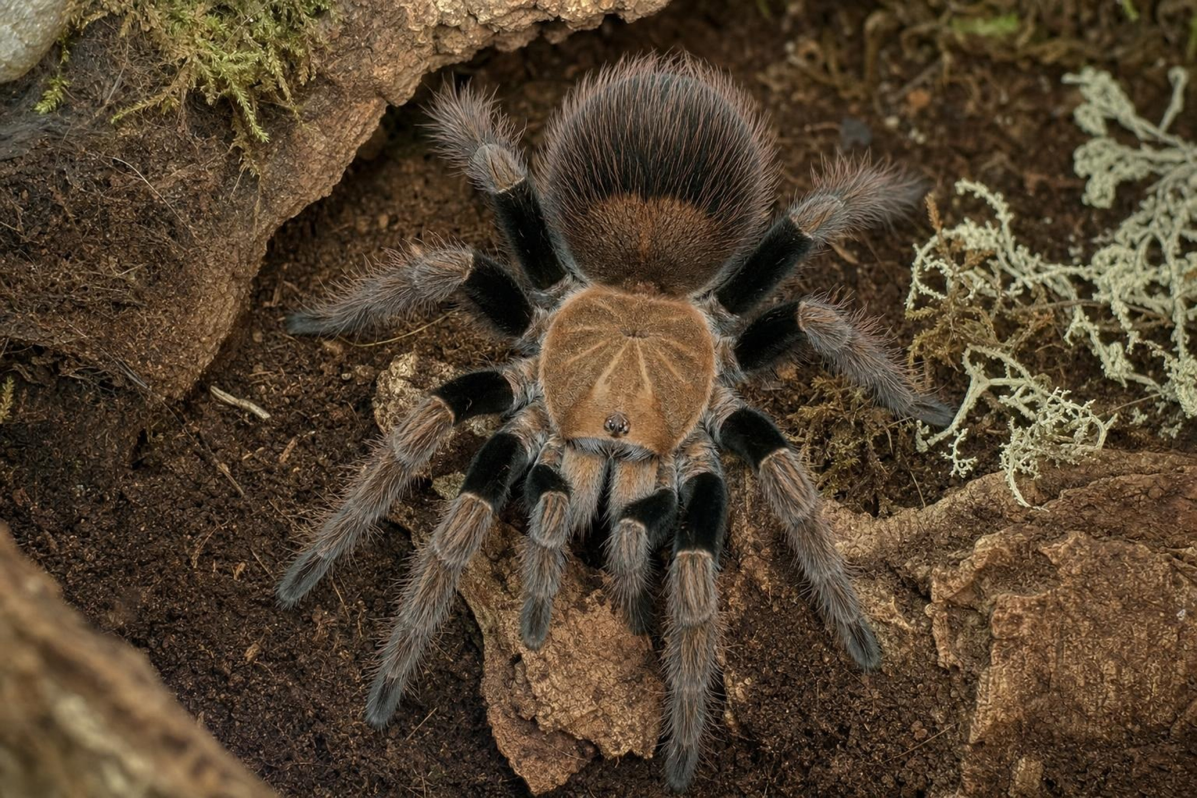 Mascara-Riesenvogelspinne, Pamphobeteus spec. mascara
