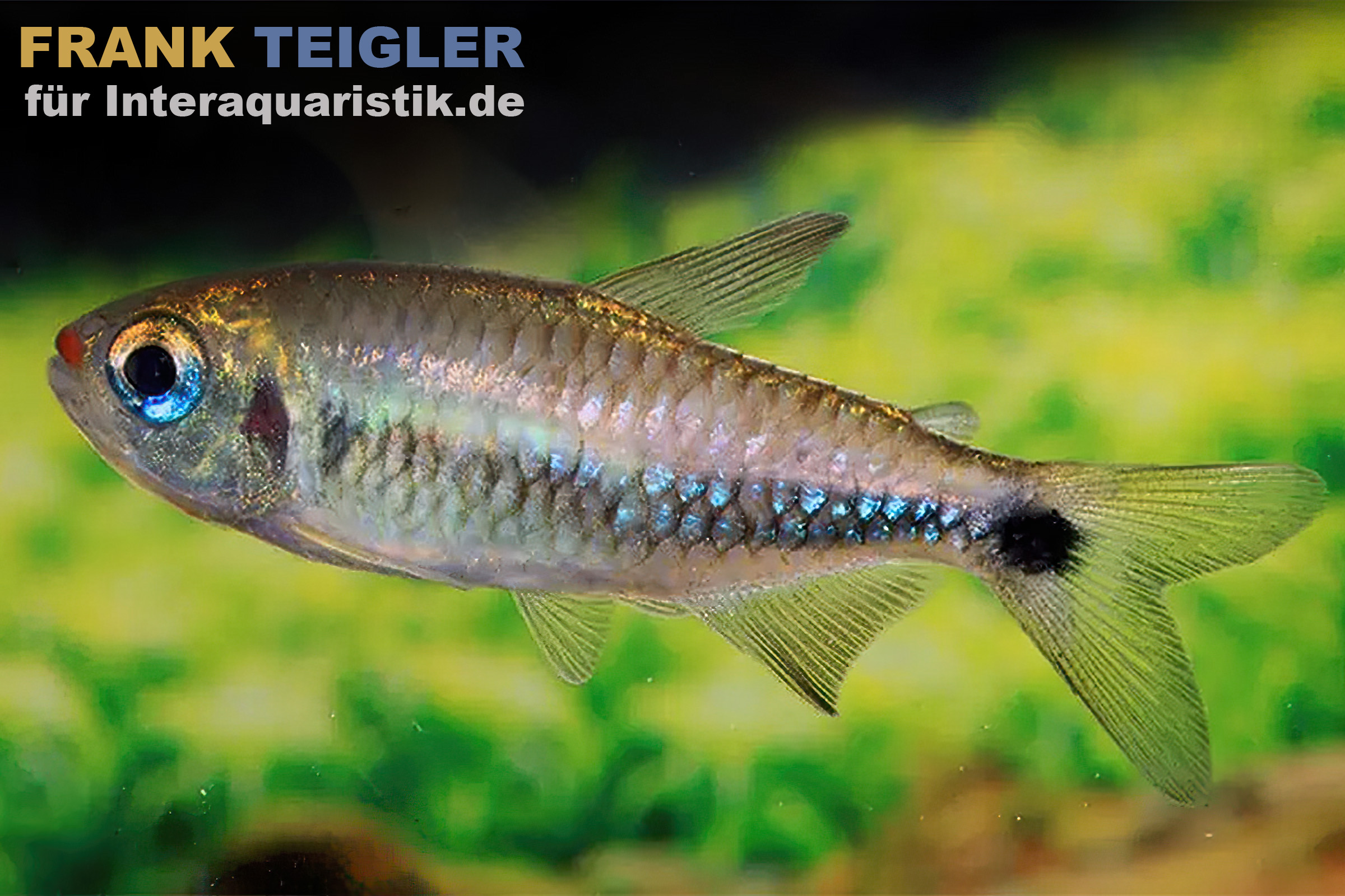 Ein kleiner, schillernder Aquarienfisch mit glänzenden Schuppen und klaren Flossen vor einem grünen Hintergrund.