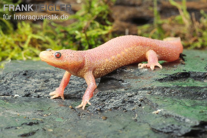 Spanischer Albino-Rippenmolch, Pleurodeles waltl albino