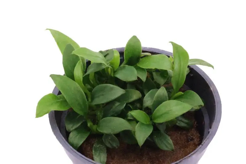 Zwergspeerblatt, Anubias nana "Pangolino", im Topf