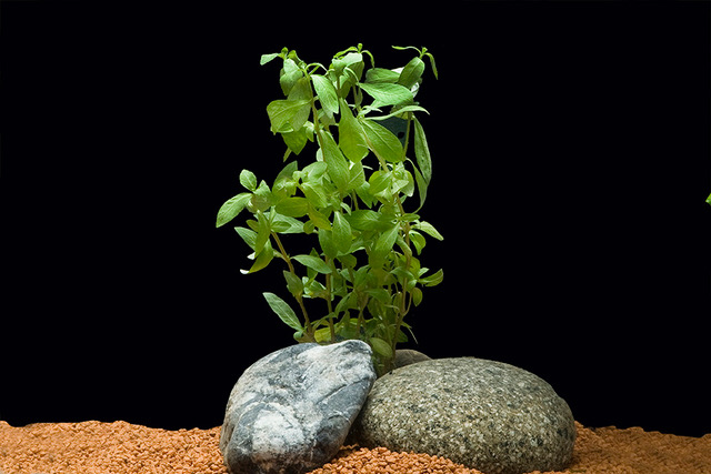 Indischer Wasserfreund, Hygrophila polysperma, Topf