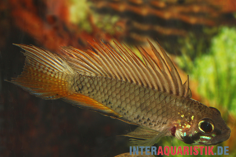 Breitbinden-Zwergbuntbarsch, Apistogramma megaptera, paarweise