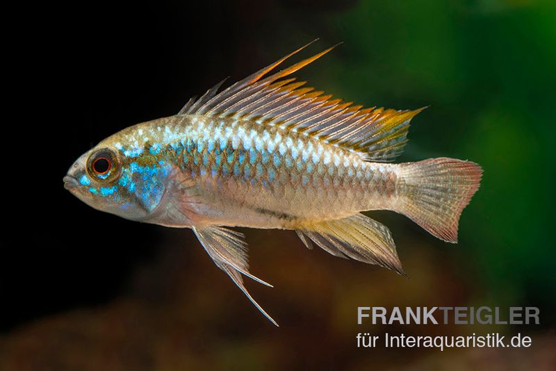 Dreistreifen-Zwergbuntbarsch, Apistogramma trifasciata