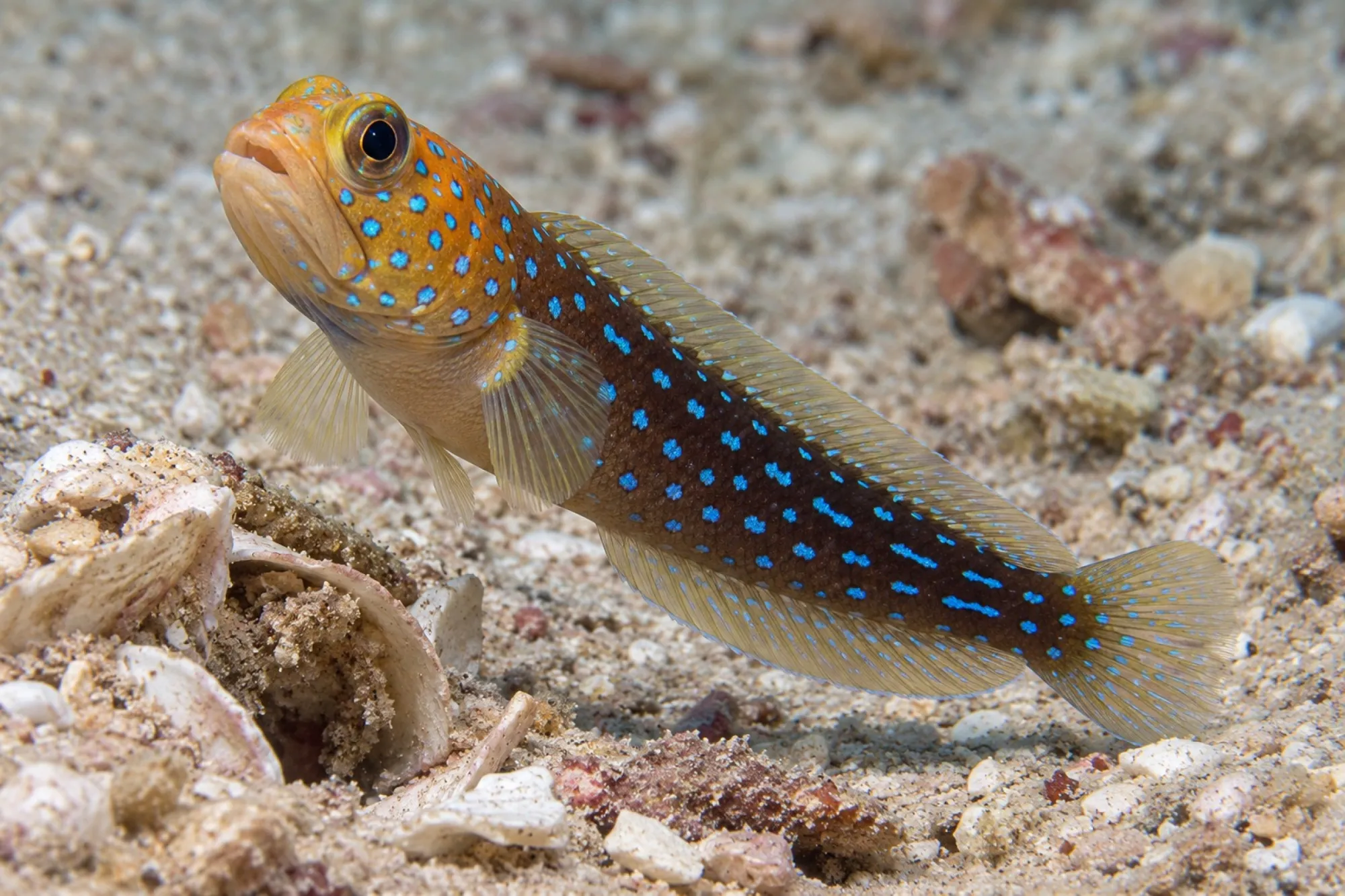 Blaugepunkteter Brunnenbauer, Opistognathus rosenblatti