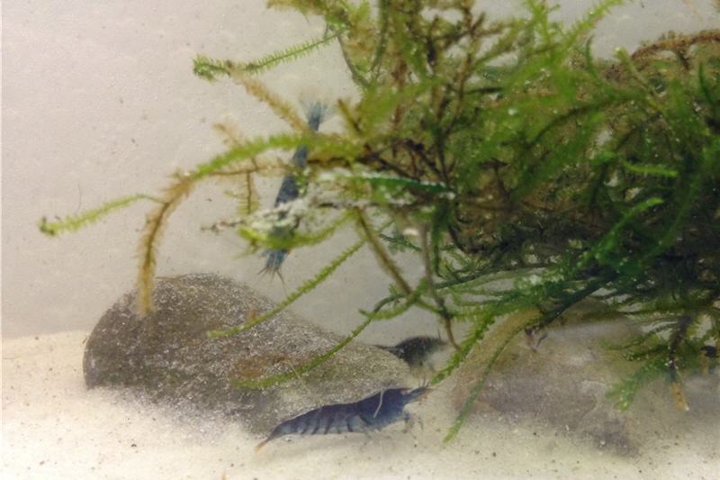 Tiger-Bundle: 10 x Blaue Tigergarnele, Caridina cf. cantonensis + Portion Javamoos