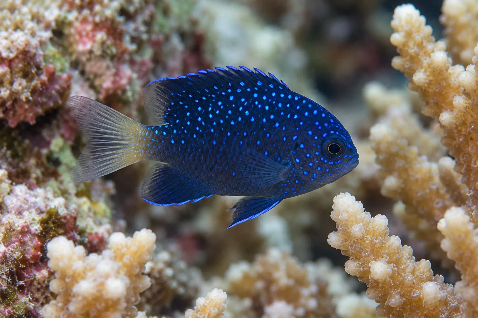 Juwelen Demoiselle, Microspathodon chrysurus