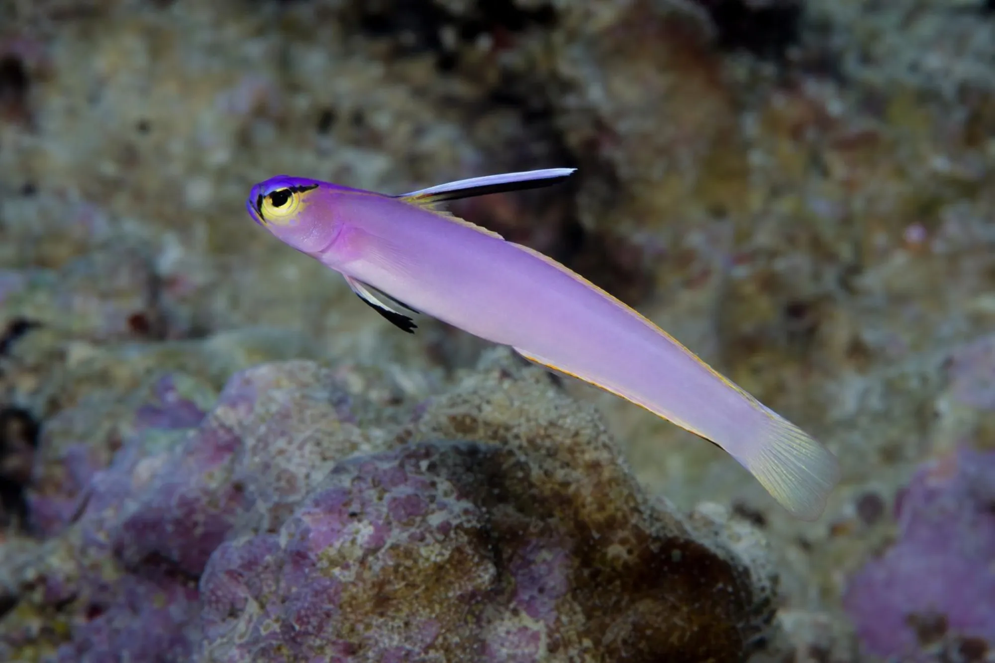 Helfrichs Schwertgrundel, Nemateleotris helfrichi