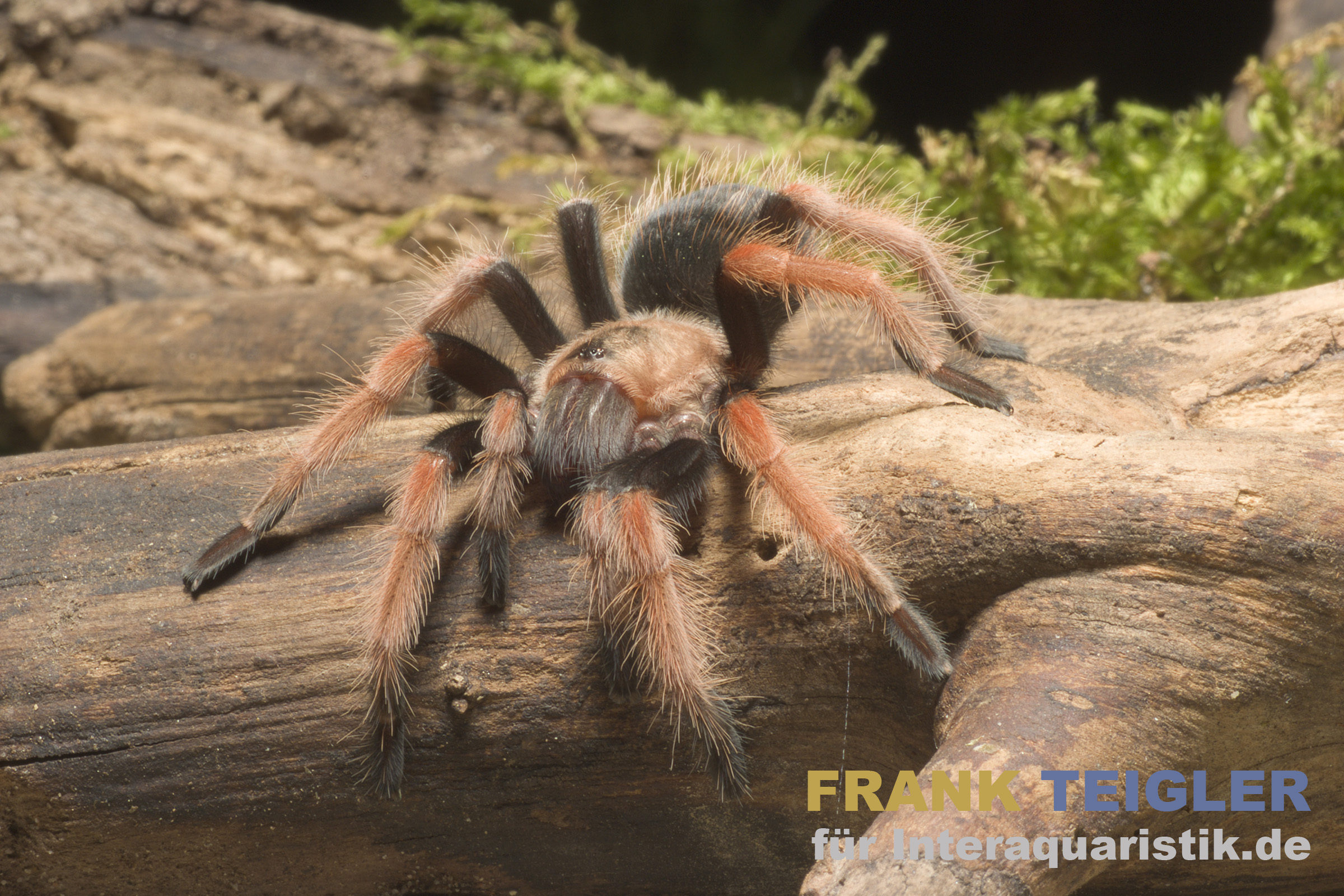 Mexikanische Feuerbein-Vogelspinne, Brachypelma boehmei
