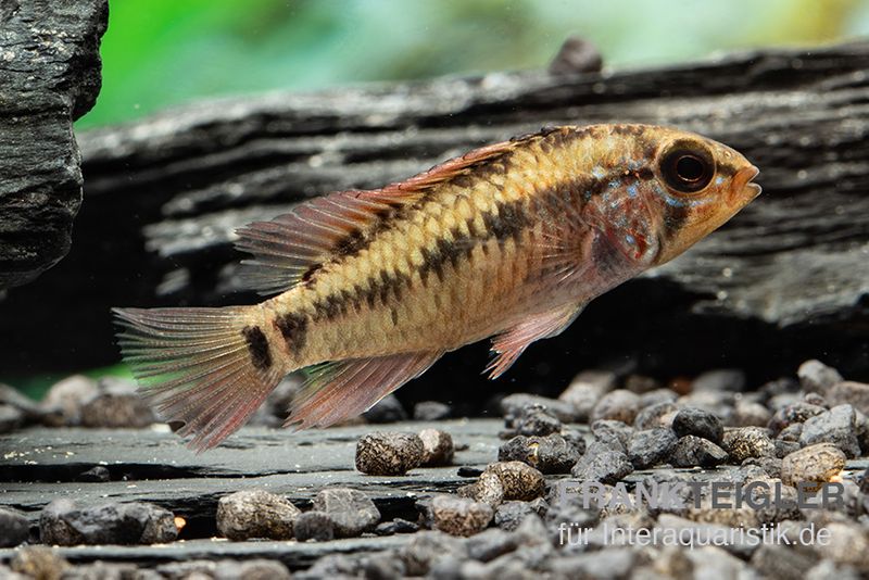 Schwarzkehlbuntbarsch Variante II, Apistogramma sp. viejita II, paarweise