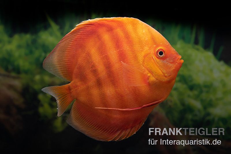 Diskusfisch ASIA-NZ, Symphysodon discus Solid red (San merah), 2 Zoll, 5-6 cm