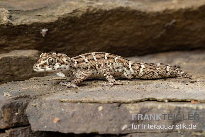 Rübenschwanz-Viperngecko, Hemidactylus imbricatus DNZ