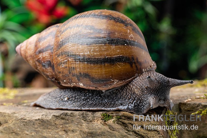 Tiger-Achatschnecke, Achatina achatina