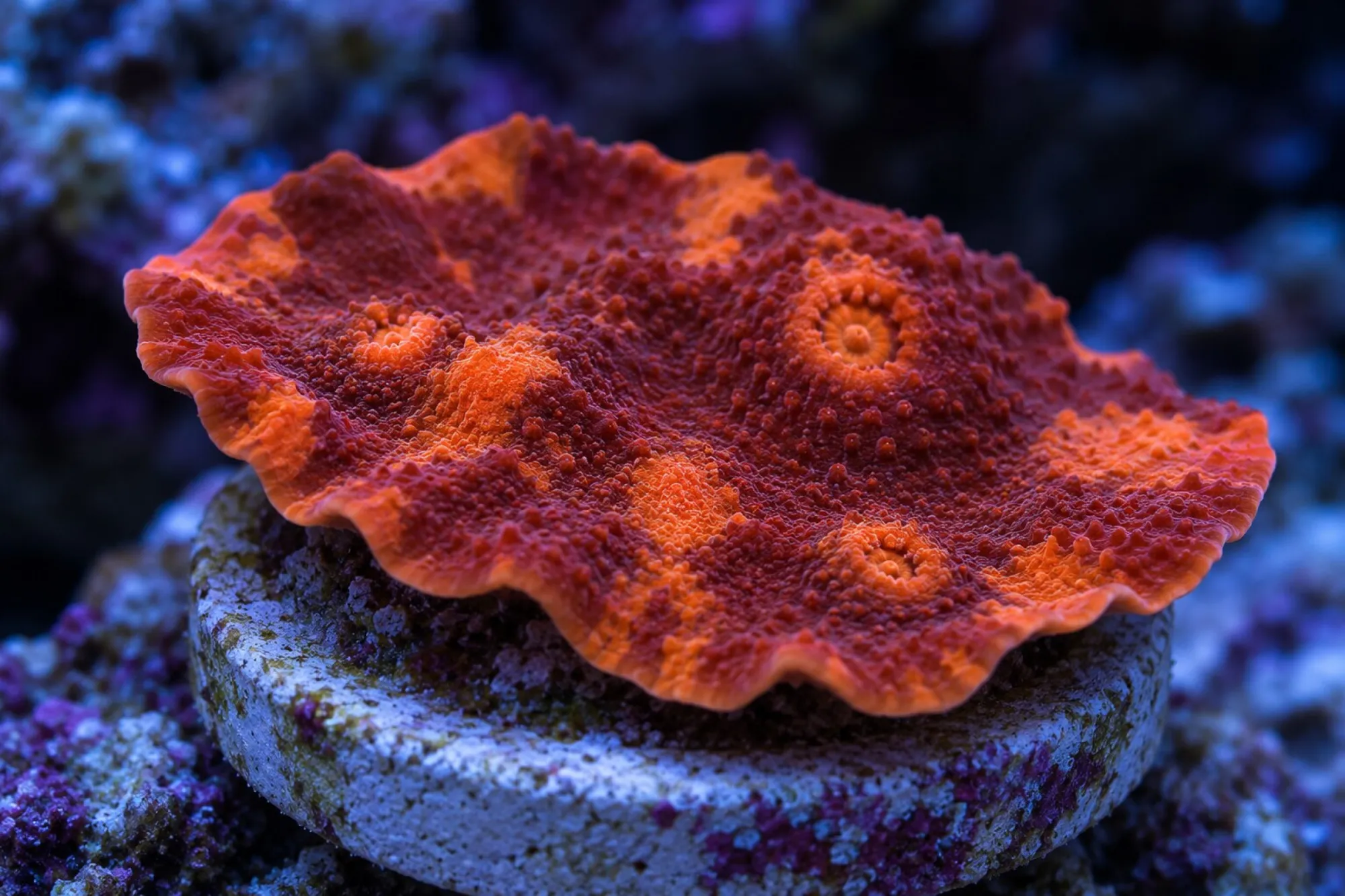 Kelchkoralle „Rot/Orange“ (Nachzucht), Echinophyllia aspera, Größe S–M